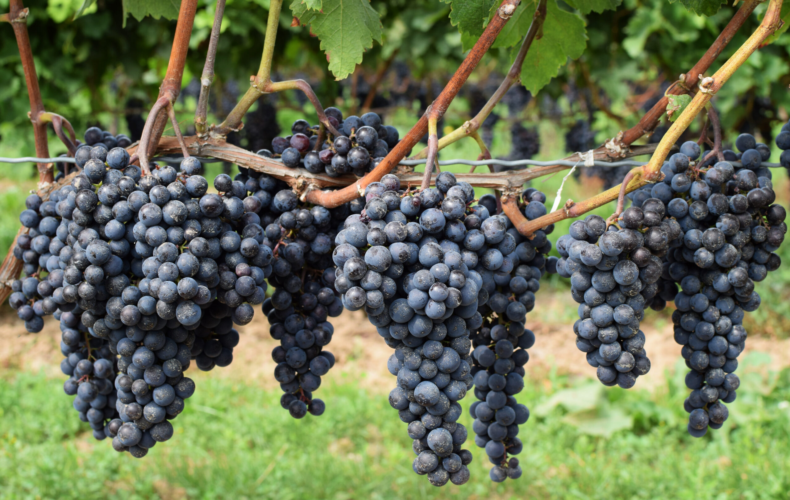 Peller Estates Winery & Restaurant